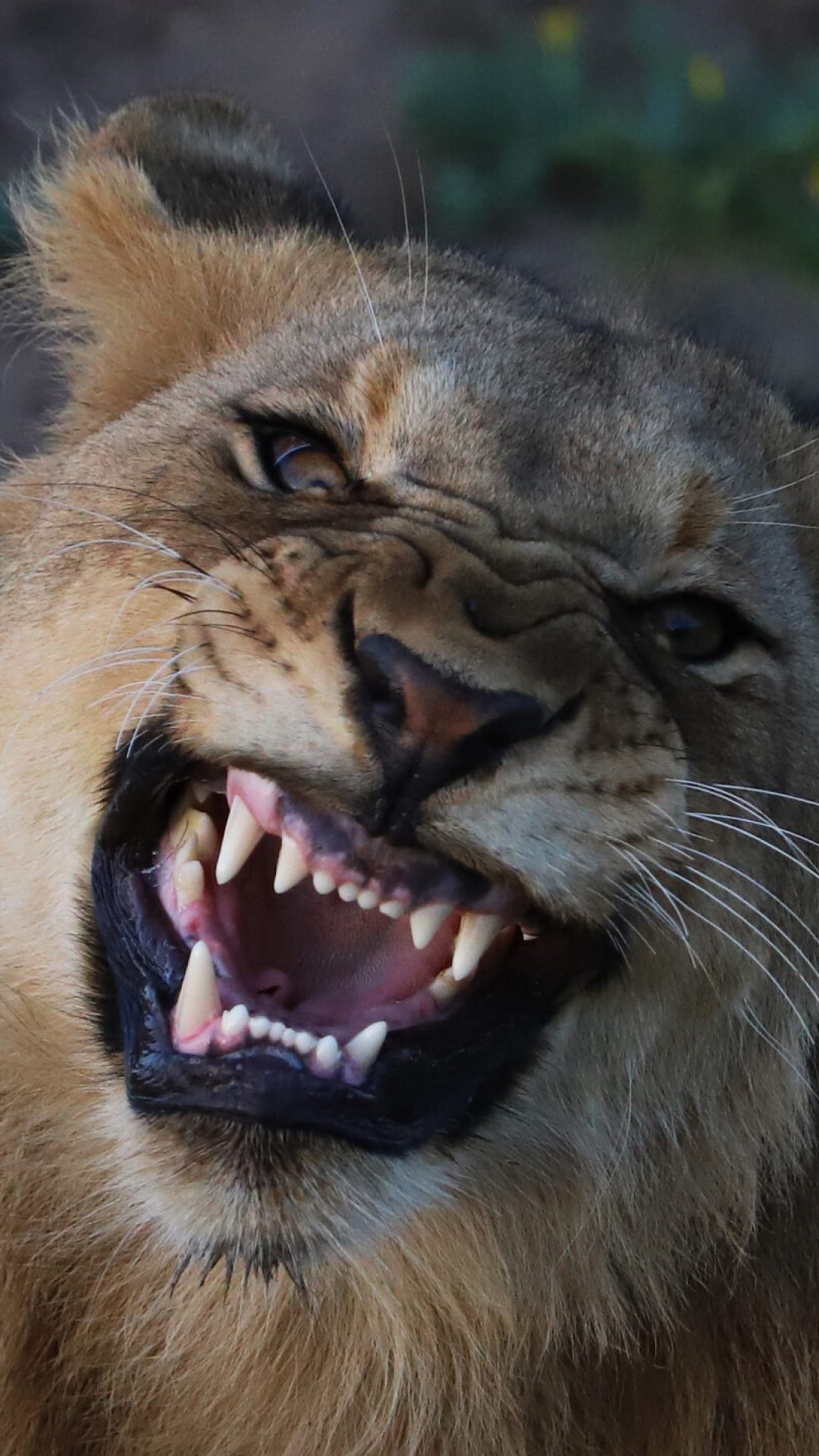 peter+mccabe+home+lion