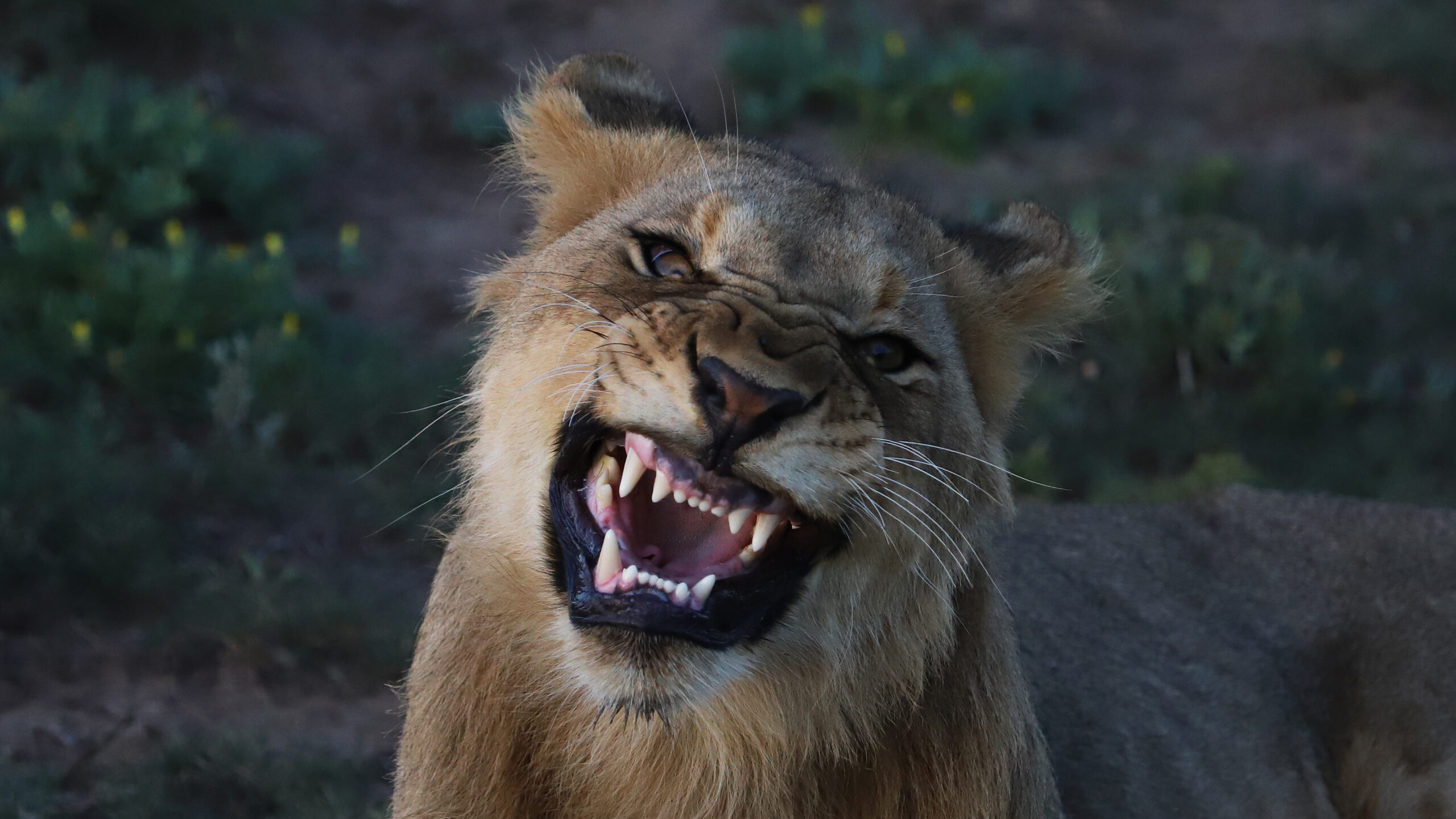 peter+mccabe+home+lion